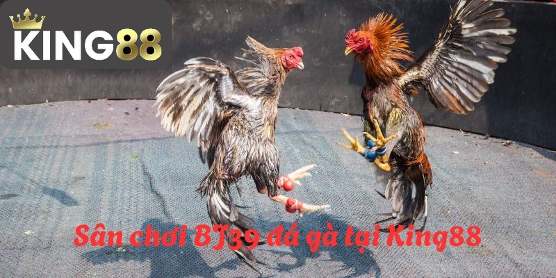 BJ39 đá gà - Sân chơi đá gà hấp dẫn nhất hành tinh năm 2026 2 Hé lộ về sân chơi đá gà được nhiều hội viên tin tưởng tham gia