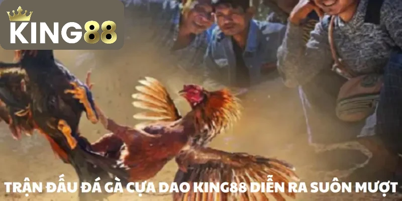 Đá gà cựa dao – Trò chơi chọi kê hàng đầu năm 2026 2 Cược gà cựa dao trên KING88 dễ dàng thực hiện